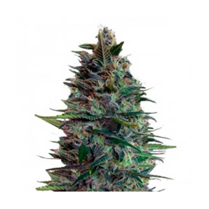 Blue Diesel Autofloreciente Feminizada de Advanced Seeds