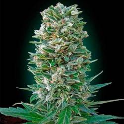 Heavy Bud Autofloreciente Feminizada de Advanced Seeds