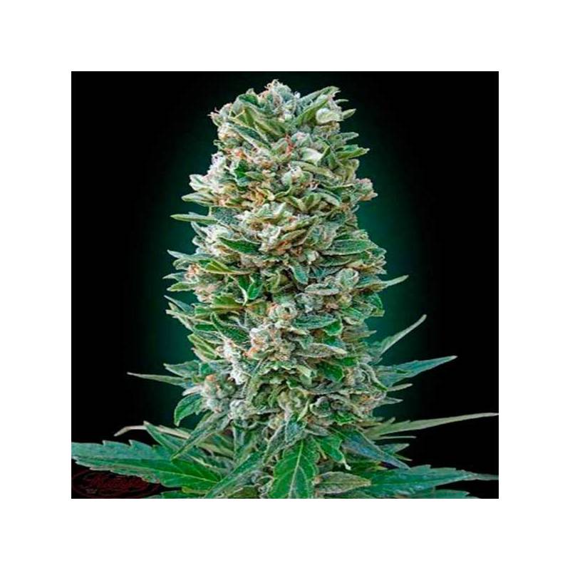 Heavy Bud Autofloreciente Feminizada de Advanced Seeds