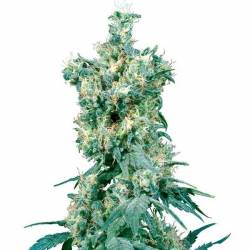 American Dream Regular de Sensi Seeds