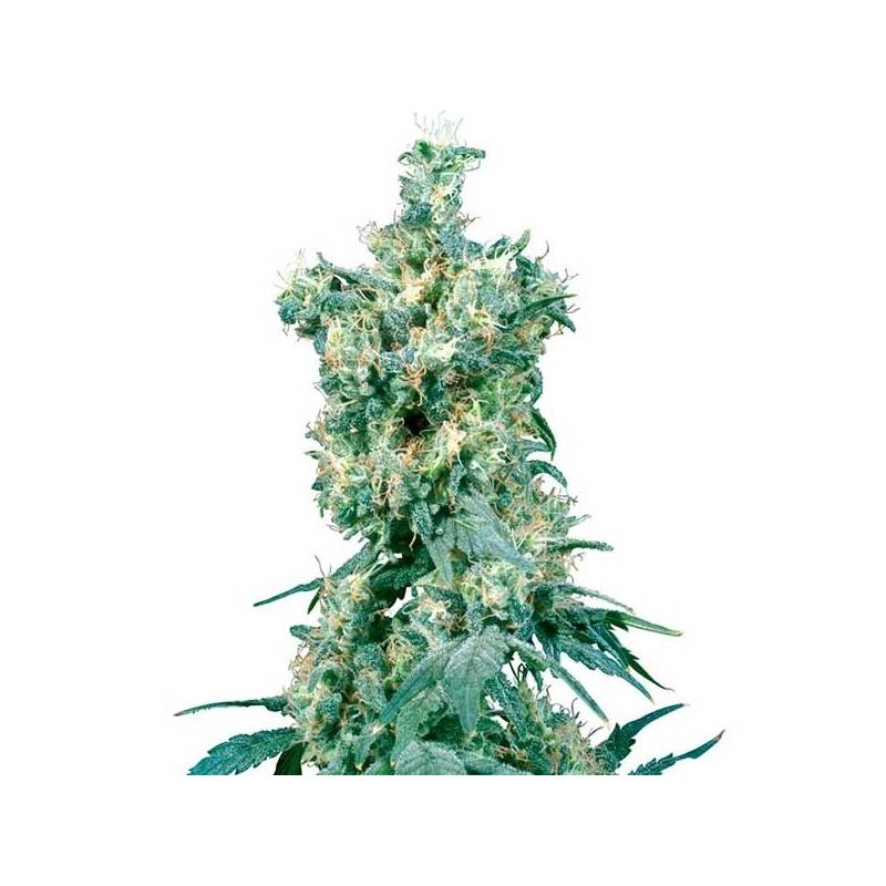 American Dream Regular de Sensi Seeds