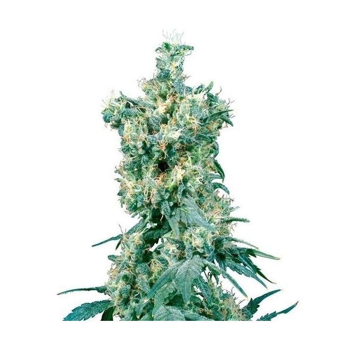 American Dream Regular de Sensi Seeds