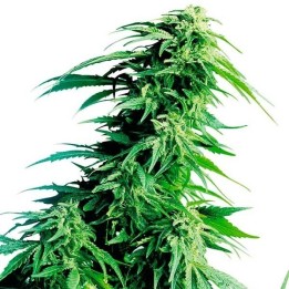 Hindu Kush Regular de Sensi Seeds