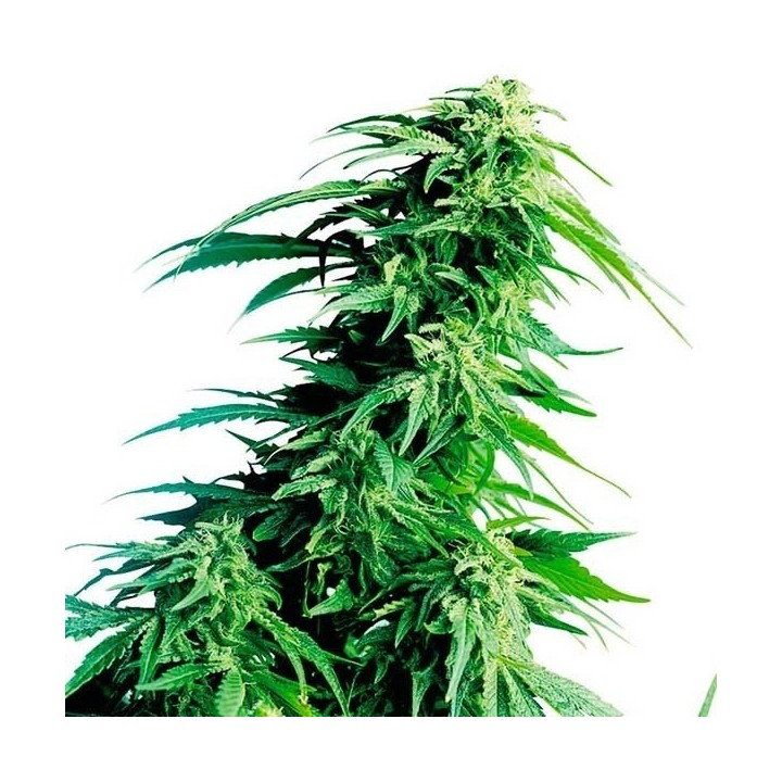 Hindu Kush Regular de Sensi Seeds