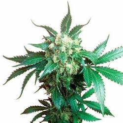 Black Domina Regular de Sensi Seeds