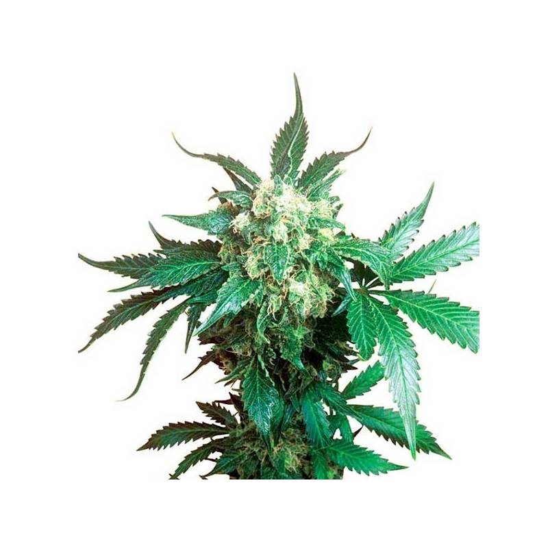 Black Domina Regular de Sensi Seeds