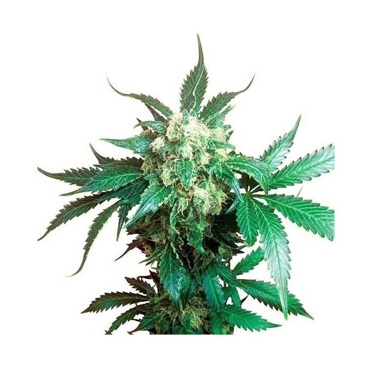 Black Domina Regular de Sensi Seeds