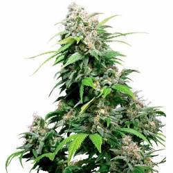 California Indica Regular de Sensi Seeds