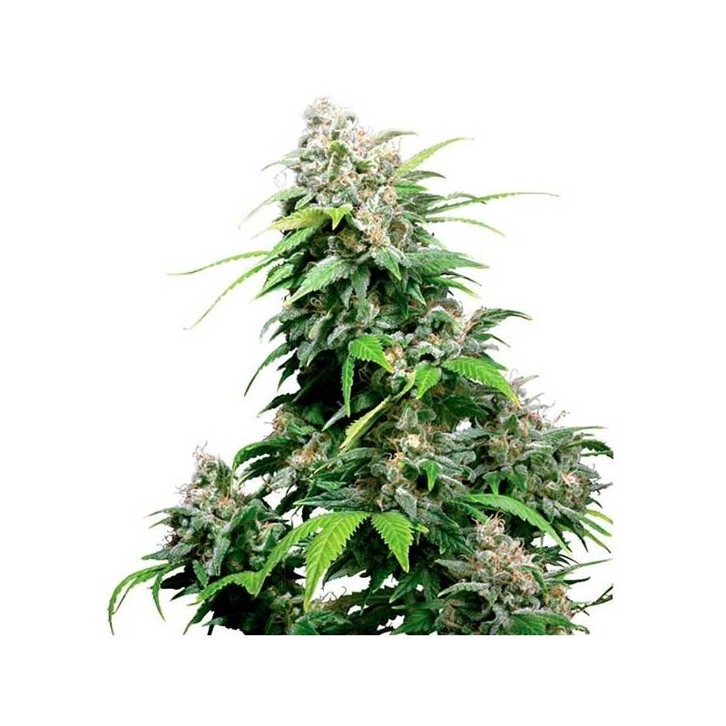 California Indica Regular de Sensi Seeds