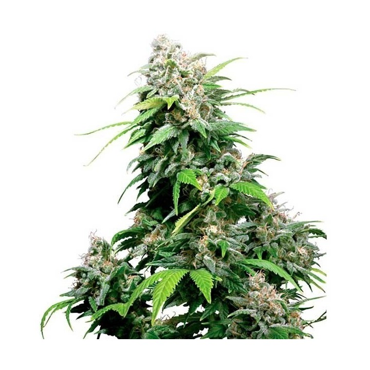 California Indica Regular de Sensi Seeds