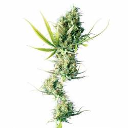 Durban Feminizada de Sensi Seeds