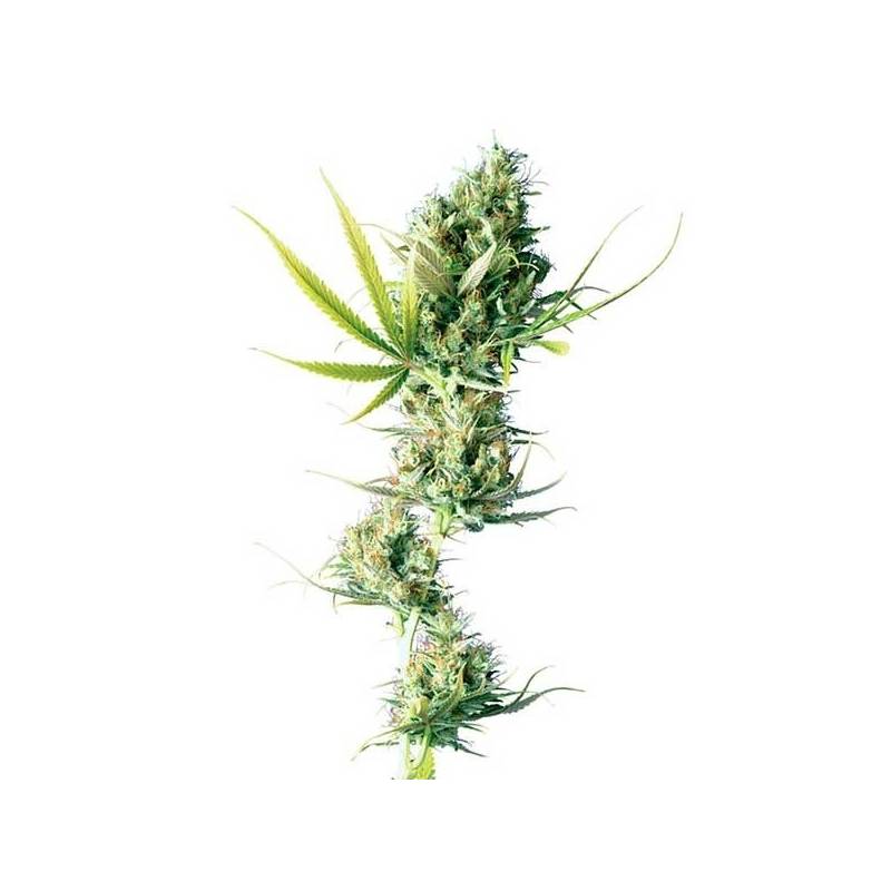 Durban Feminizada de Sensi Seeds