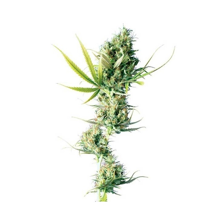 Durban Feminizada de Sensi Seeds