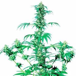 Early Girl Regular de Sensi Seeds