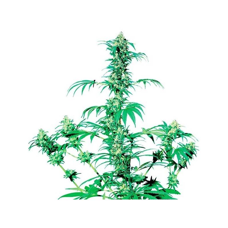 Early Girl Regular de Sensi Seeds