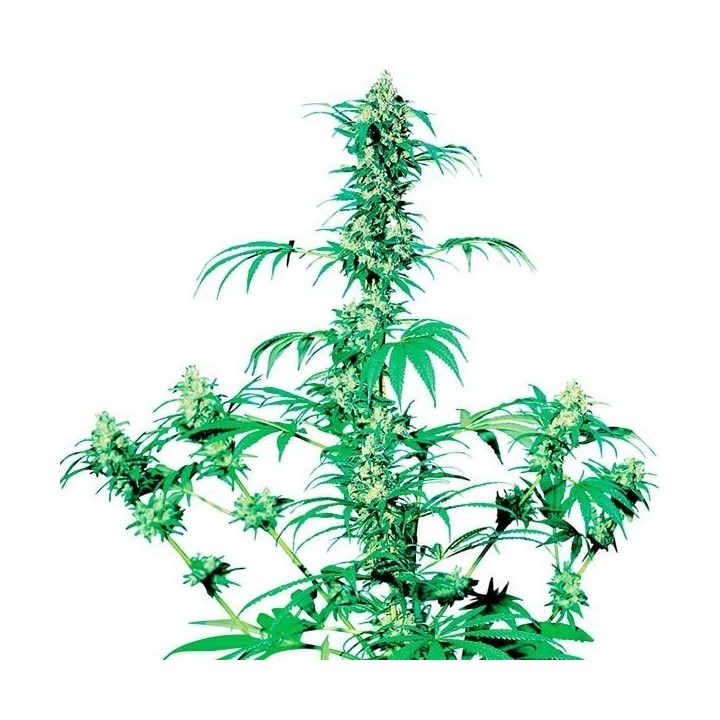 Early Girl Regular de Sensi Seeds