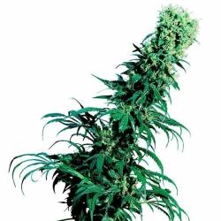 Early Pearl Regular de Sensi Seeds