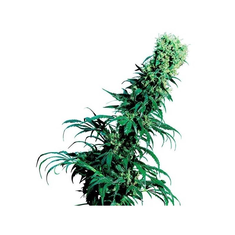 Early Pearl Regular de Sensi Seeds