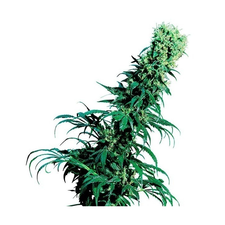Early Pearl Regular de Sensi Seeds