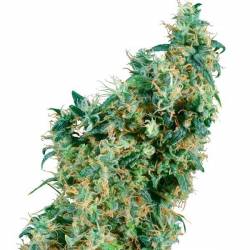 First Lady Regular de Sensi Seeds