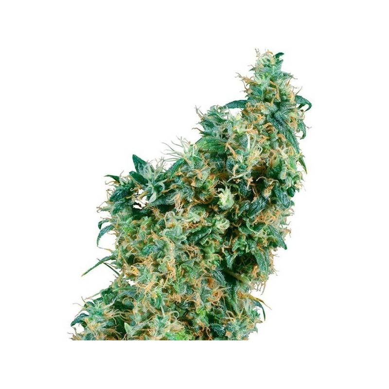 First Lady Regular de Sensi Seeds