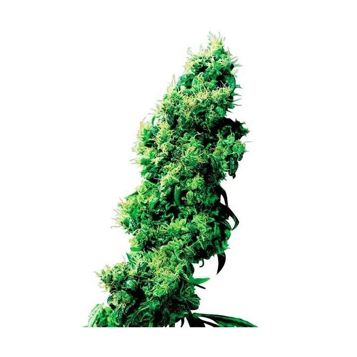 Four-Way Regular de Sensi Seeds