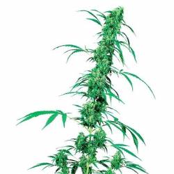 Fruity Juice Regular de Sensi Seeds