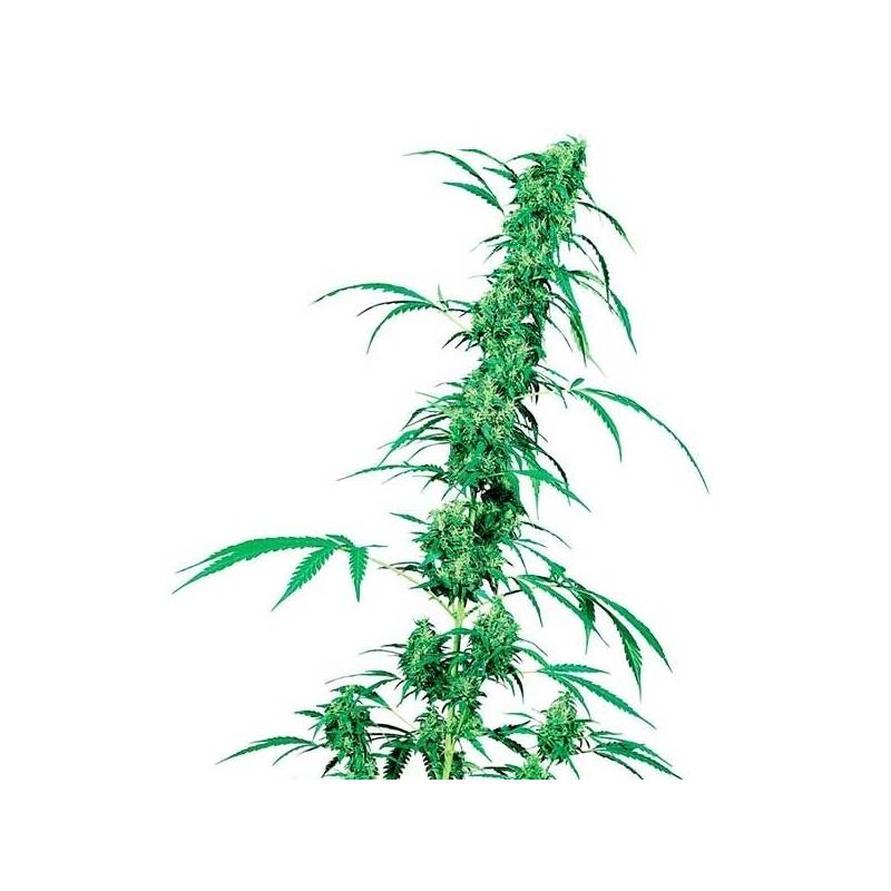 Fruity Juice Regular de Sensi Seeds