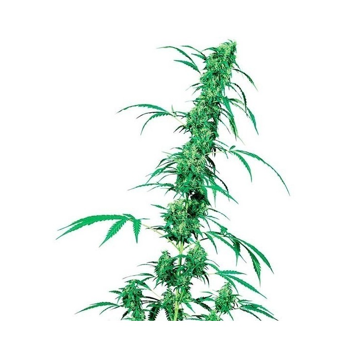 Fruity Juice Regular de Sensi Seeds