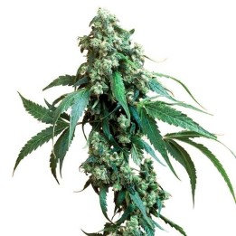 Jack Flash Regular de Sensi Seeds