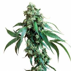 Jack Flash Regular de Sensi Seeds