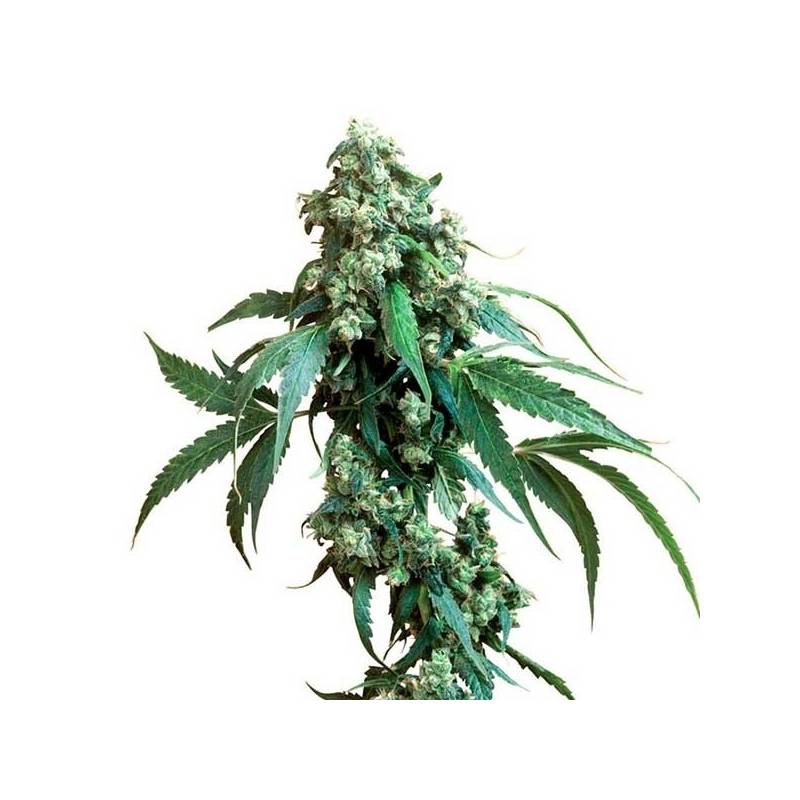 Jack Flash Regular de Sensi Seeds