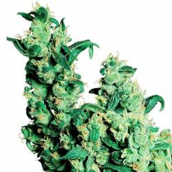 Jack Herer Regular de Sensi Seeds