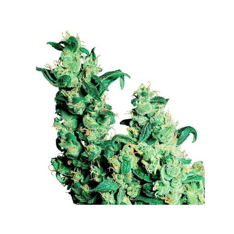 Jack Herer Regular de Sensi Seeds