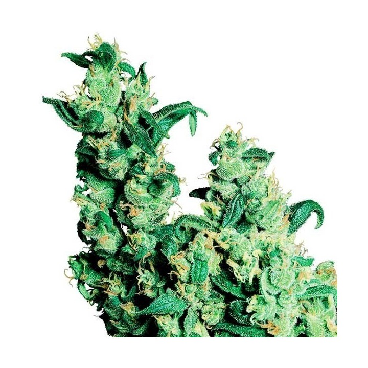 Jack Herer Regular de Sensi Seeds