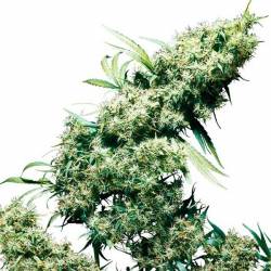 Jamaican Pearl Regular de Sensi Seeds