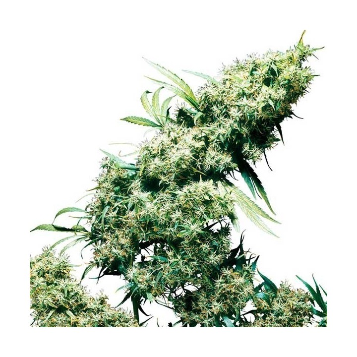 Jamaican Pearl Regular de Sensi Seeds
