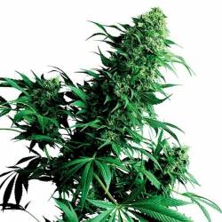 Shiva Shanti Regular de Sensi Seeds