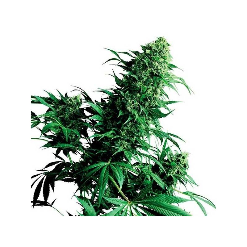 Shiva Shanti Regular de Sensi Seeds