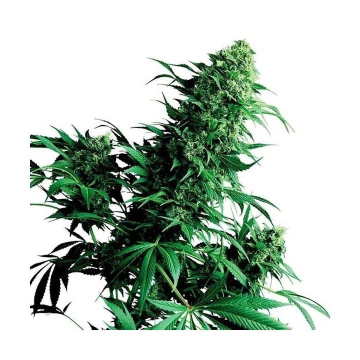 Shiva Shanti Regular de Sensi Seeds