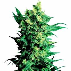 Shiva Shanti II Regular de Sensi Seeds