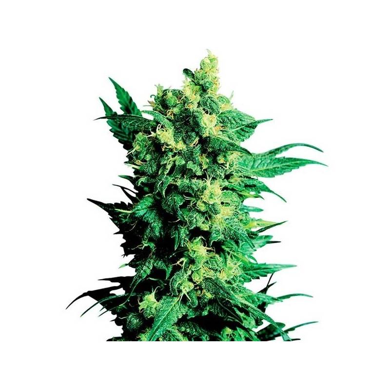 Shiva Shanti II Regular de Sensi Seeds