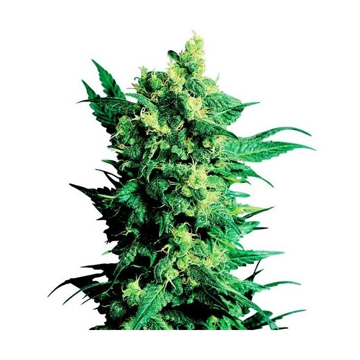 Shiva Shanti II Regular de Sensi Seeds