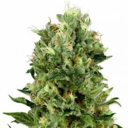 Skunk Mass Autofloreciente Feminizada de Advanced Seeds