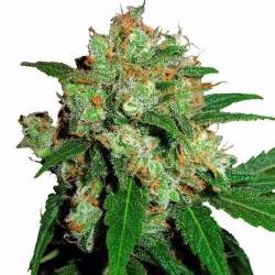 Sensi Skunk Feminizada de Sensi Seeds