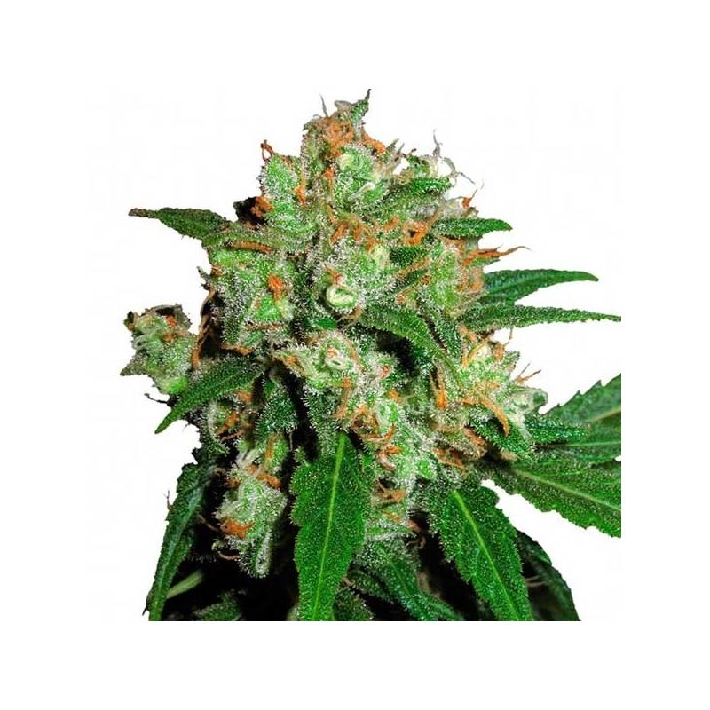 Sensi Skunk Feminizada de Sensi Seeds