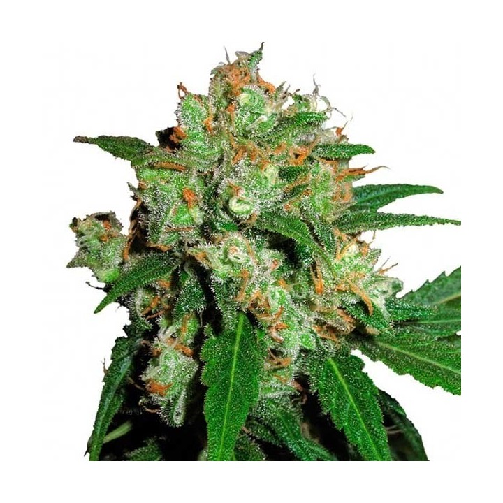 Sensi Skunk Feminizada de Sensi Seeds