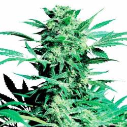 Shiva Skunk Feminizada de Sensi Seeds