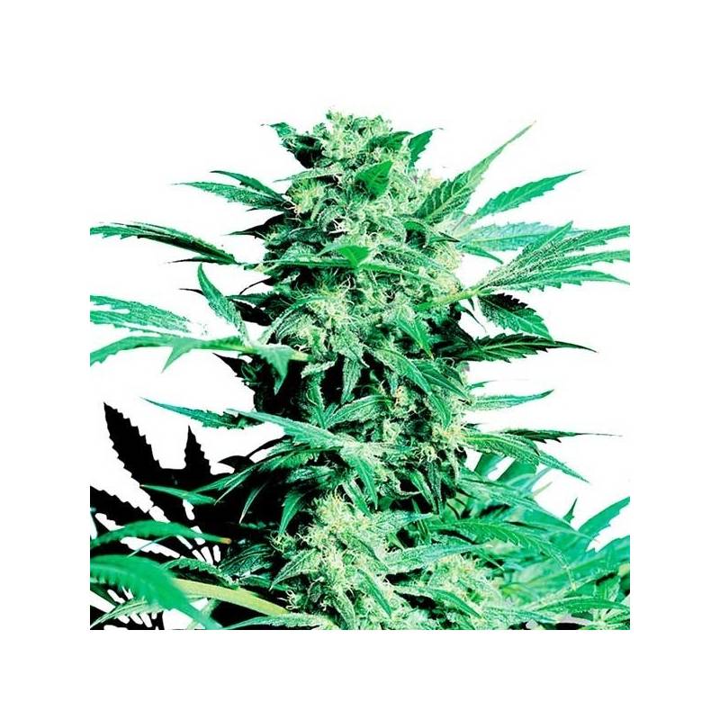 Shiva Skunk Feminizada de Sensi Seeds