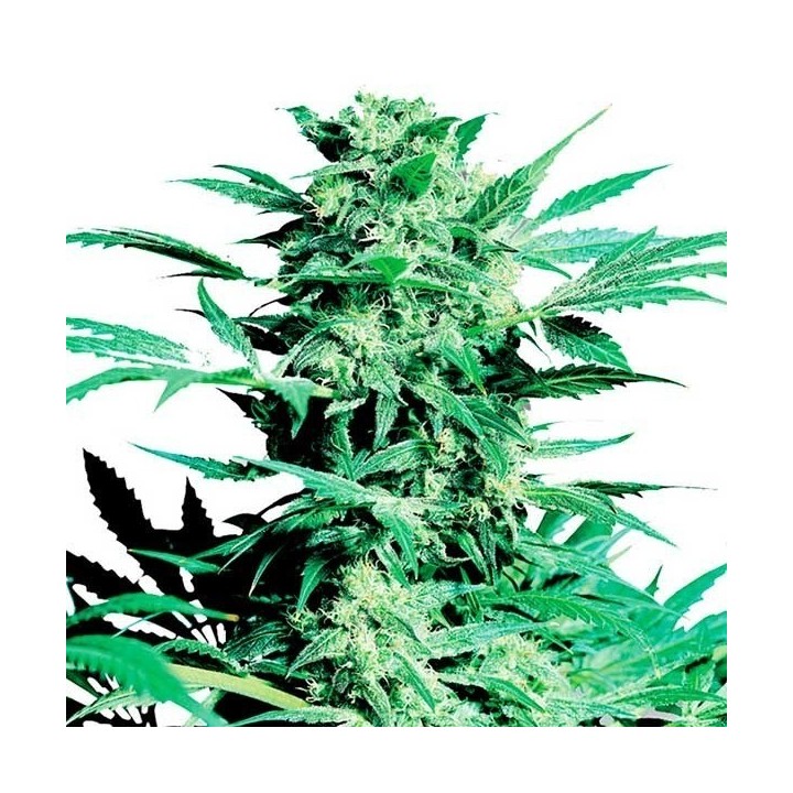 Shiva Skunk Feminizada de Sensi Seeds